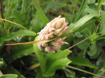 Orchis italica  /Orchidea italiana